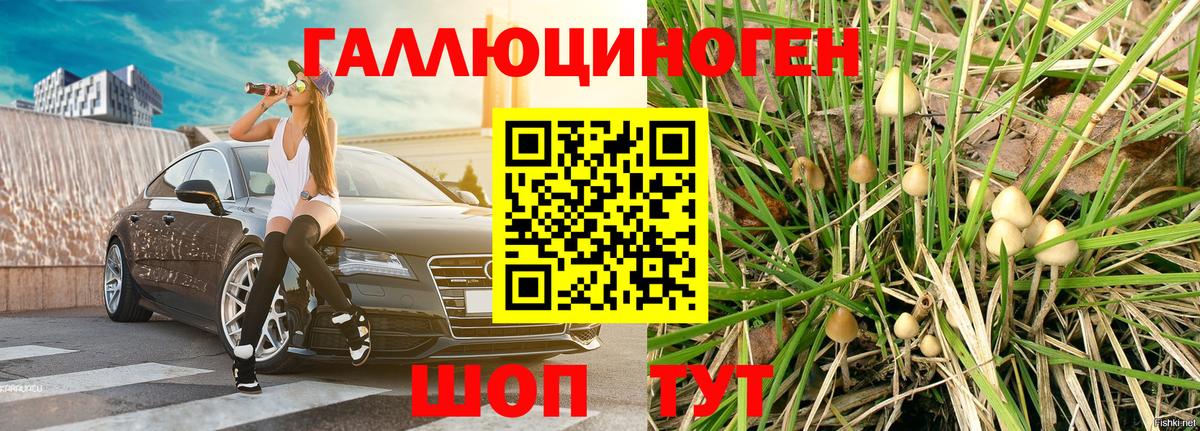 Псилоцибиновые грибы Psilocybine cubensis Пермь