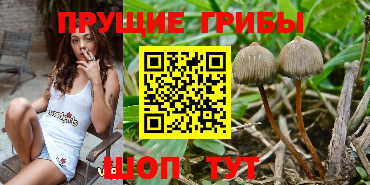 хочу   Вход с VPN  Пермь  Галлюциногенные грибы Cubensis 